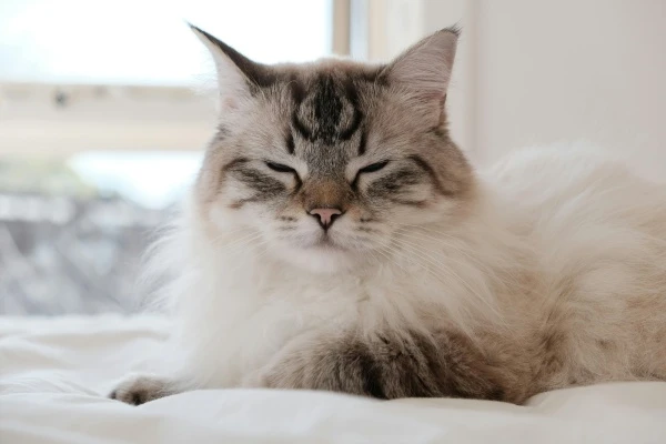 Přirozená fotografie uvolněné kočky plemene Ragdoll.