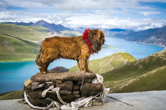 Velký tibetský mastif stojí na kamenném hromadě s výhledem na jezero.