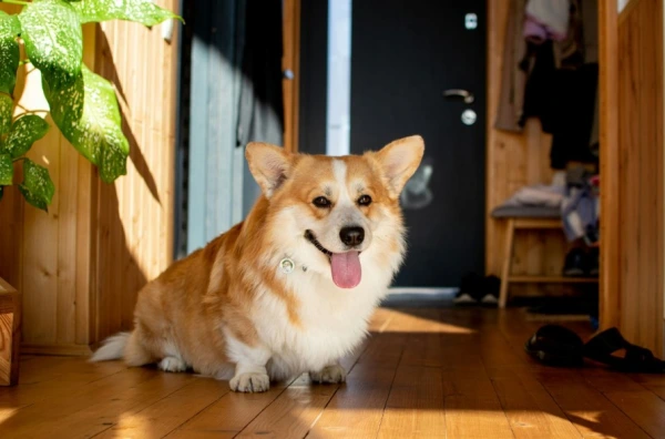 Šťastný welsh corgí sedící na podlaze v slunečním světle.