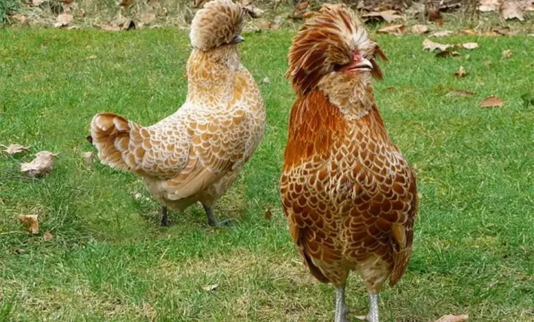 Dvě slepice plemene Sebright stojící na trávě.