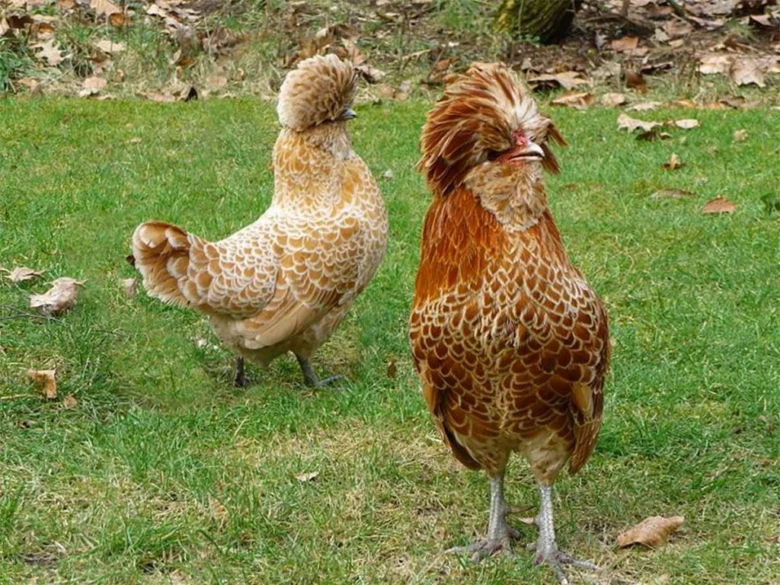 Dvě slepice plemene Sebright stojící na trávě.