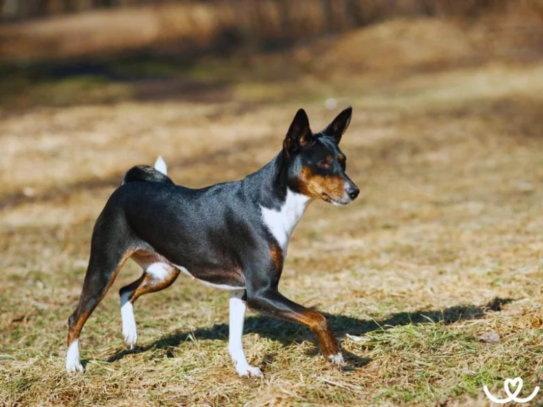 Basenji pes běží po trávě na slunci.