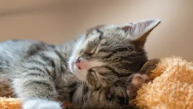 Spící štěně tabby kočky spí na oranžovém plyšáku.