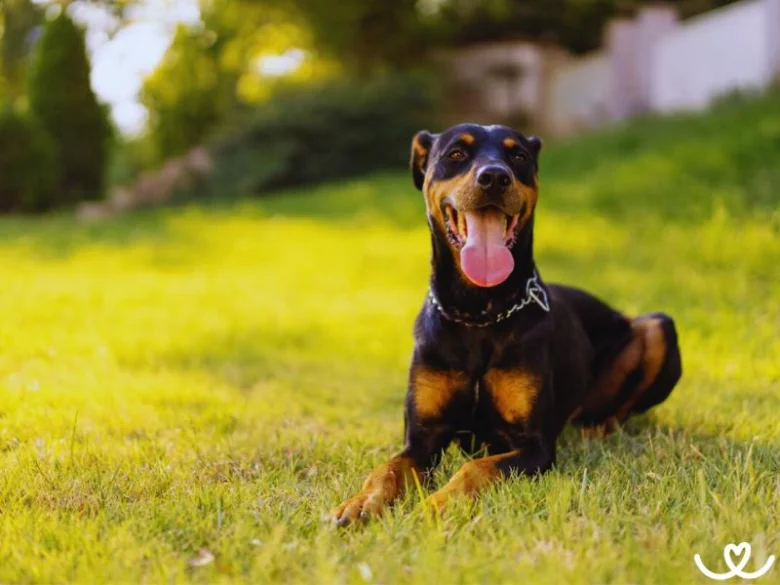 Černý doberman s hnědými znaky sedí na zelené trávě.