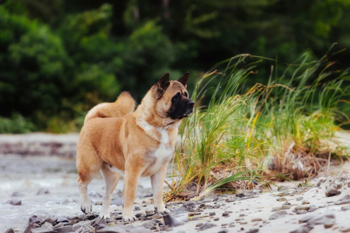 Americká akita stojí na břehu řeky s trávou v pozadí.