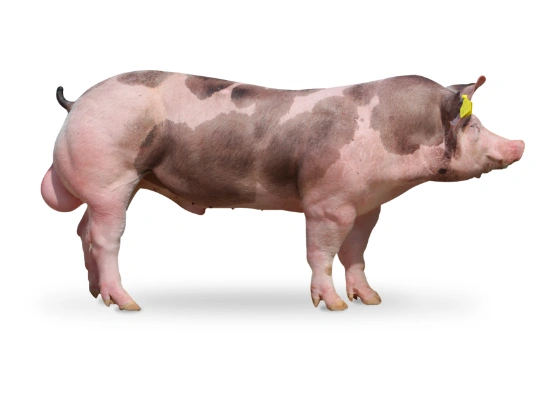 Prase plemene mangalica s typickým skvrnitým srstí.