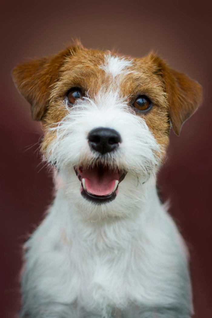 Portrétní fotografie šťastného teriéra Jack Russella s otevřenou pusou.