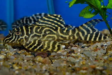 Ancistrus pleco ryba s žlutobílým vzorem v akváriu.