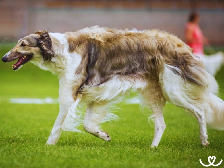 Borzoi pes běží po trávníku s rozkrojenou tlamou.