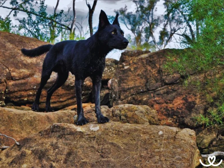 Černý australský kelpie stojí na skále v přírodě.