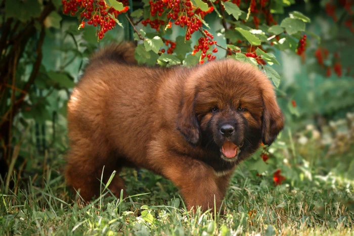 Malý tibetský mastif stojí na trávě pod keřem s bobulemi.