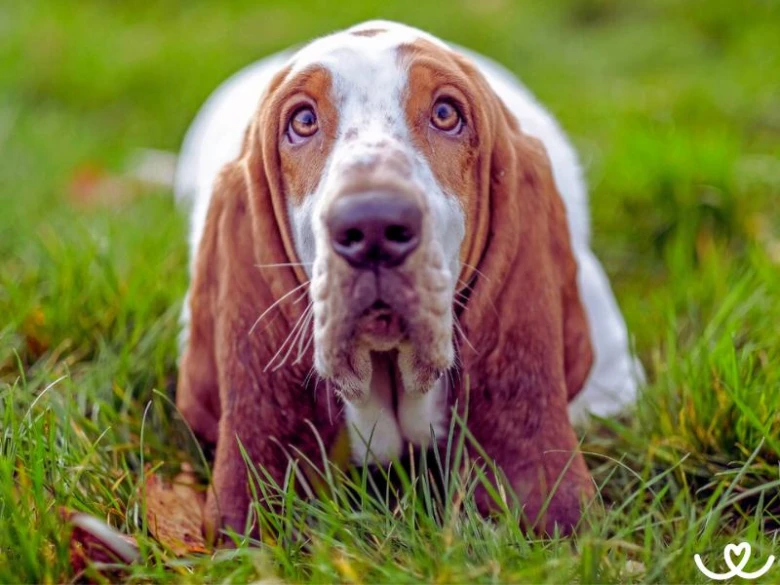 Basset Hound ležící na trávě s upřeným pohledem.