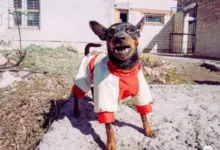 Malý srnčí ratlík v kostýmku stojí venku na betonu.