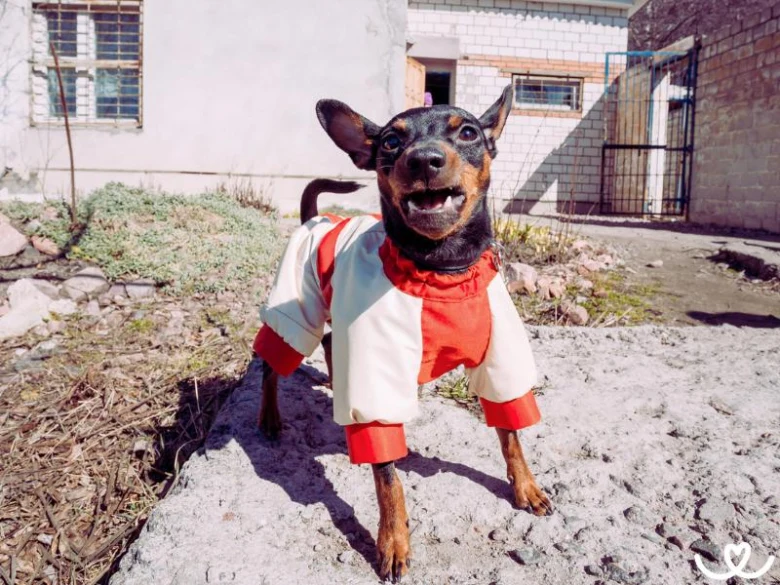 Malý srnčí ratlík v kostýmku stojí venku na betonu.