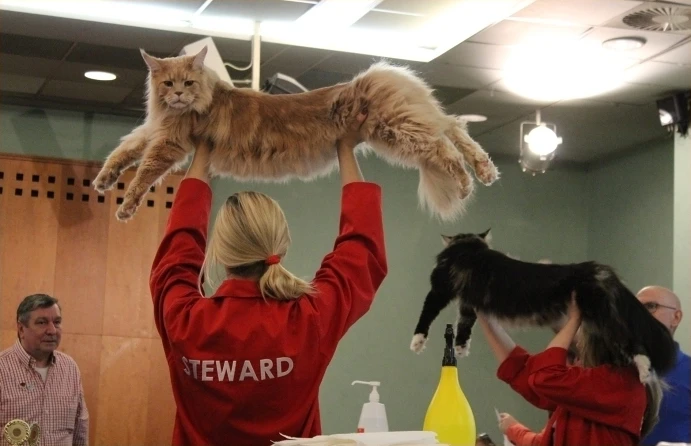 Maine coon cat being held up