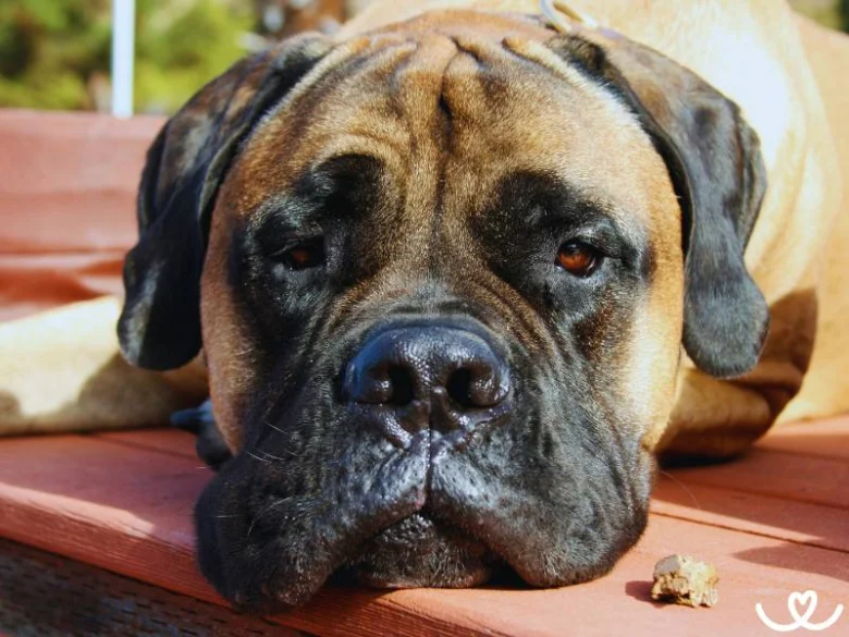 Bullmastiff pes klidně leží na dřevěné ploše.