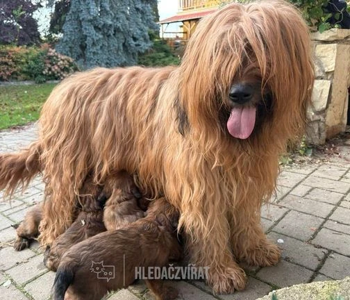 Afghánský pes s mláděty na zahradě