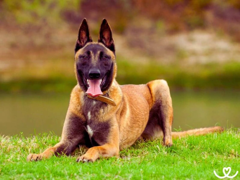 Belgický malinois leží na trávě u vody.