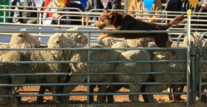 Australská kelpie skáče přes plot při stádění ovcí.