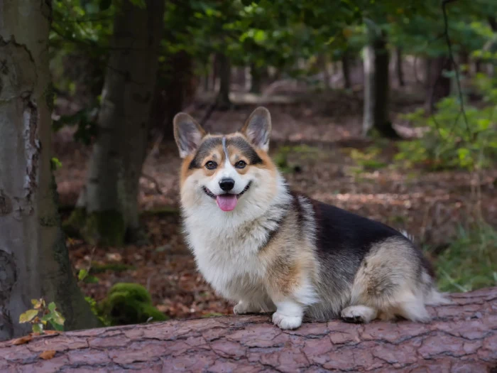 Šťastný corgi sedí na kmeni stromu v lese.