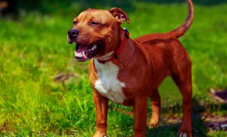 Hnědý pes plemene pitbull stojí na trávníku.