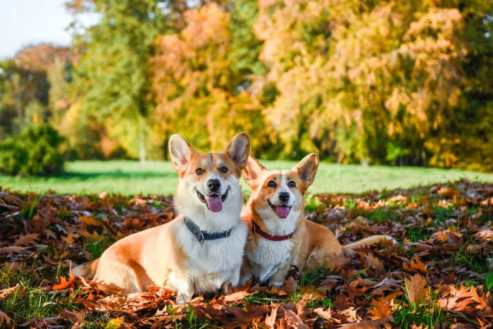 Dva štěstí corgi leží mezi podzimními listy v přírodě.