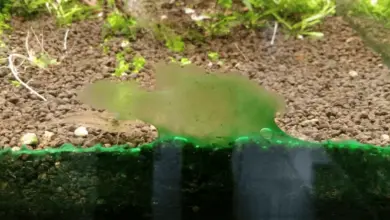 Černá řasa na sklu akvária s rostlinami v pozadí.