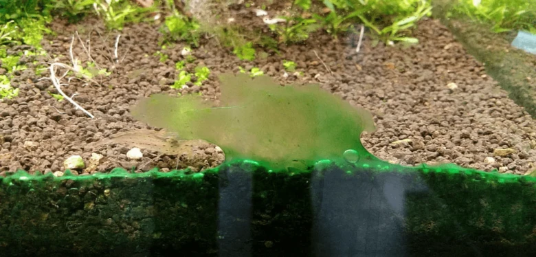 Černá řasa na sklu akvária s rostlinami v pozadí.
