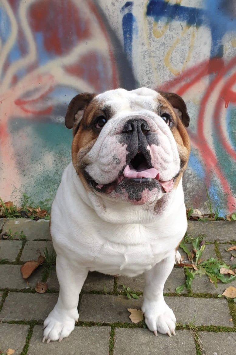 Anglický buldok sedící na dlažbě před grafitovou zdí.